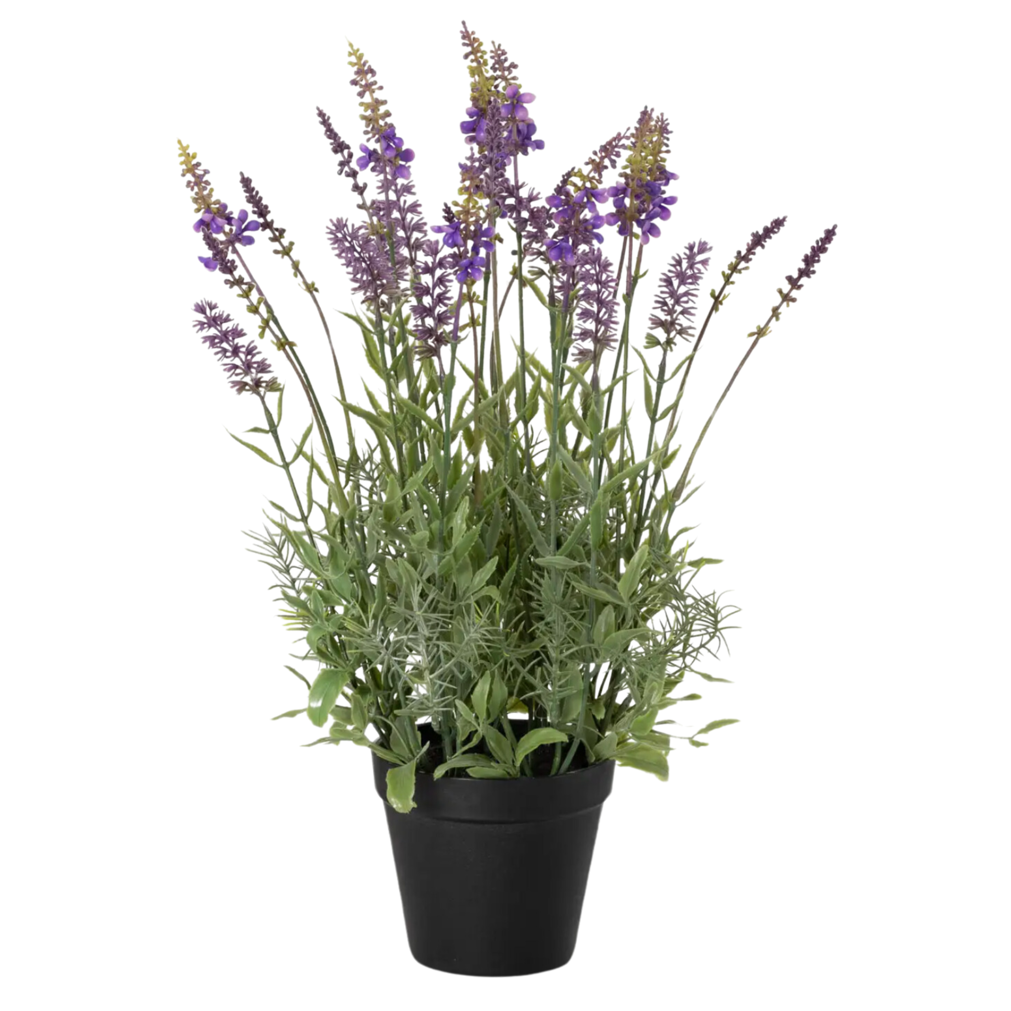 lavender plants potted Black-Potted Lavender Plant – Belle Shops