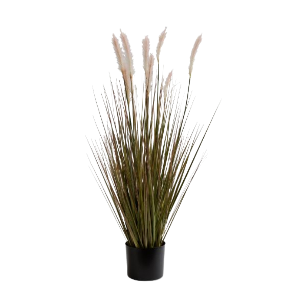 TAG FOXTAIL GRASS