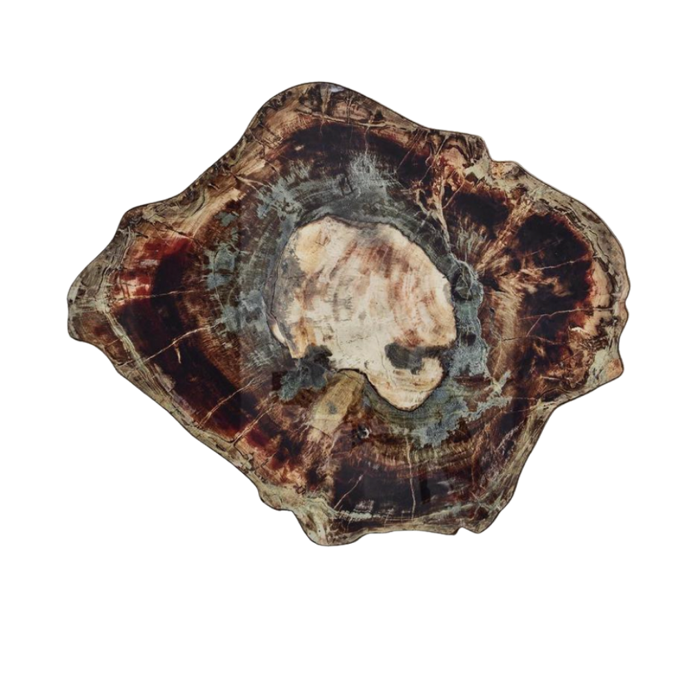 KIM SEYBERT FOSSIL PLACEMAT