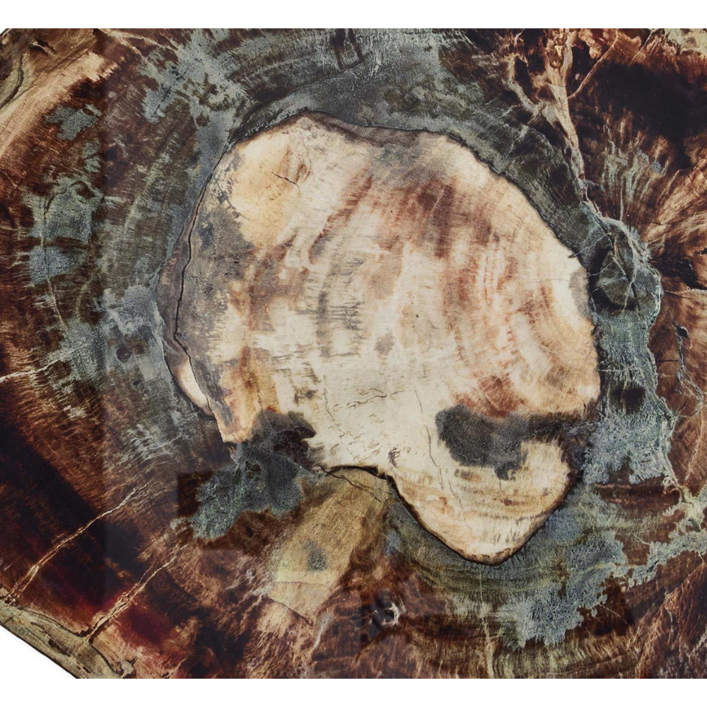 KIM SEYBERT Fossil Coaster