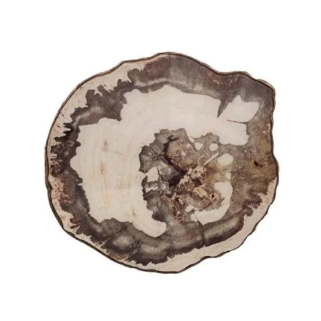 KIM SEYBERT Petrified Wood Coaster